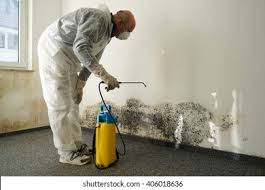 Why You Should Choose Our Mold Remediation Services in Yale, OK